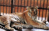 Tigress ’Netravathi’ in Pilikula gives birth to  4 cubs